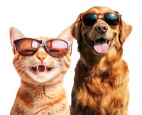 Gato e cachorro de óculos escuros