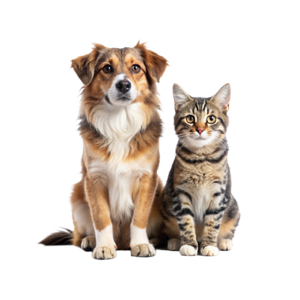Cachorro e gato sentados juntos