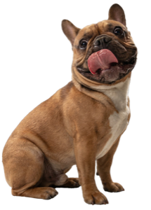 Cachorro feliz no Amicão Pet Shop